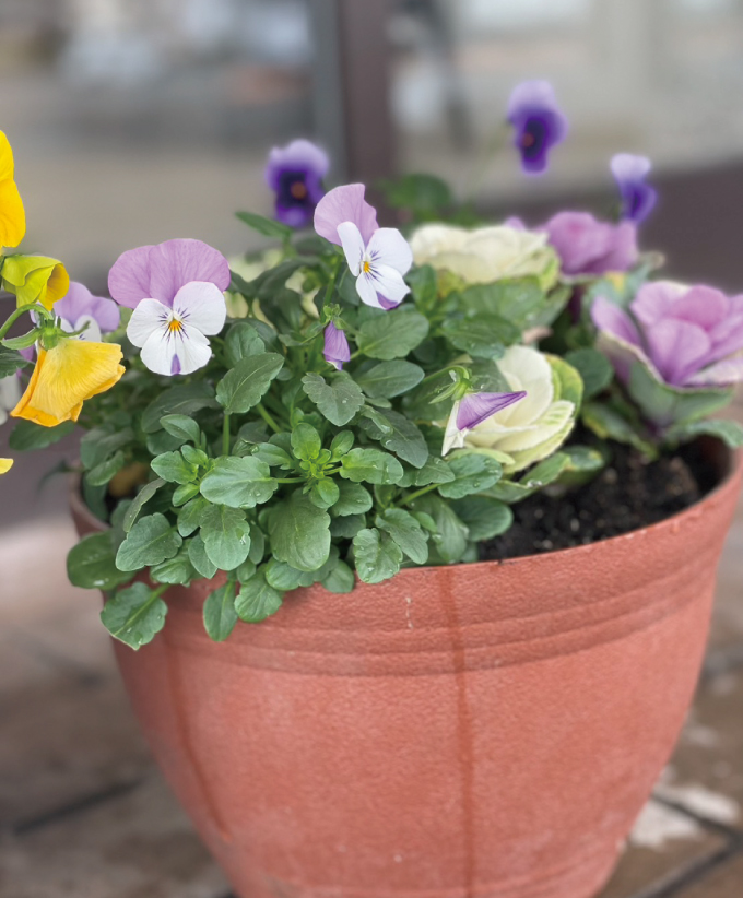 エントランスの寄せ植え