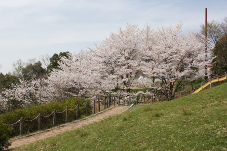 満開の桜がある公園
